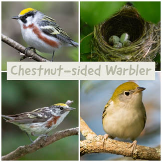 Chestnut-sided Warbler